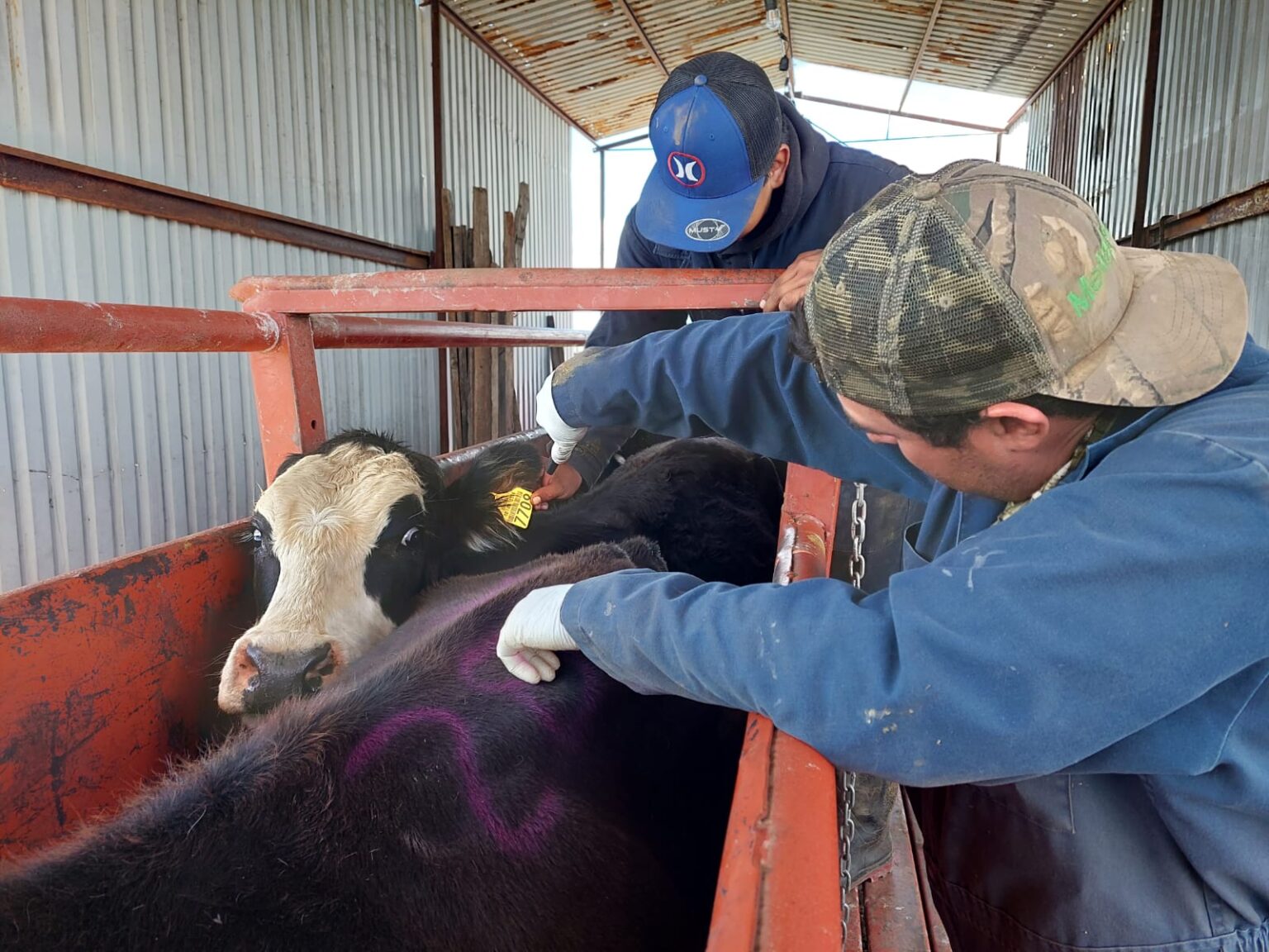Se coordinan Estado y Senasica para garantizar movilidad y exportación de ganado mediante blindaje sanitario