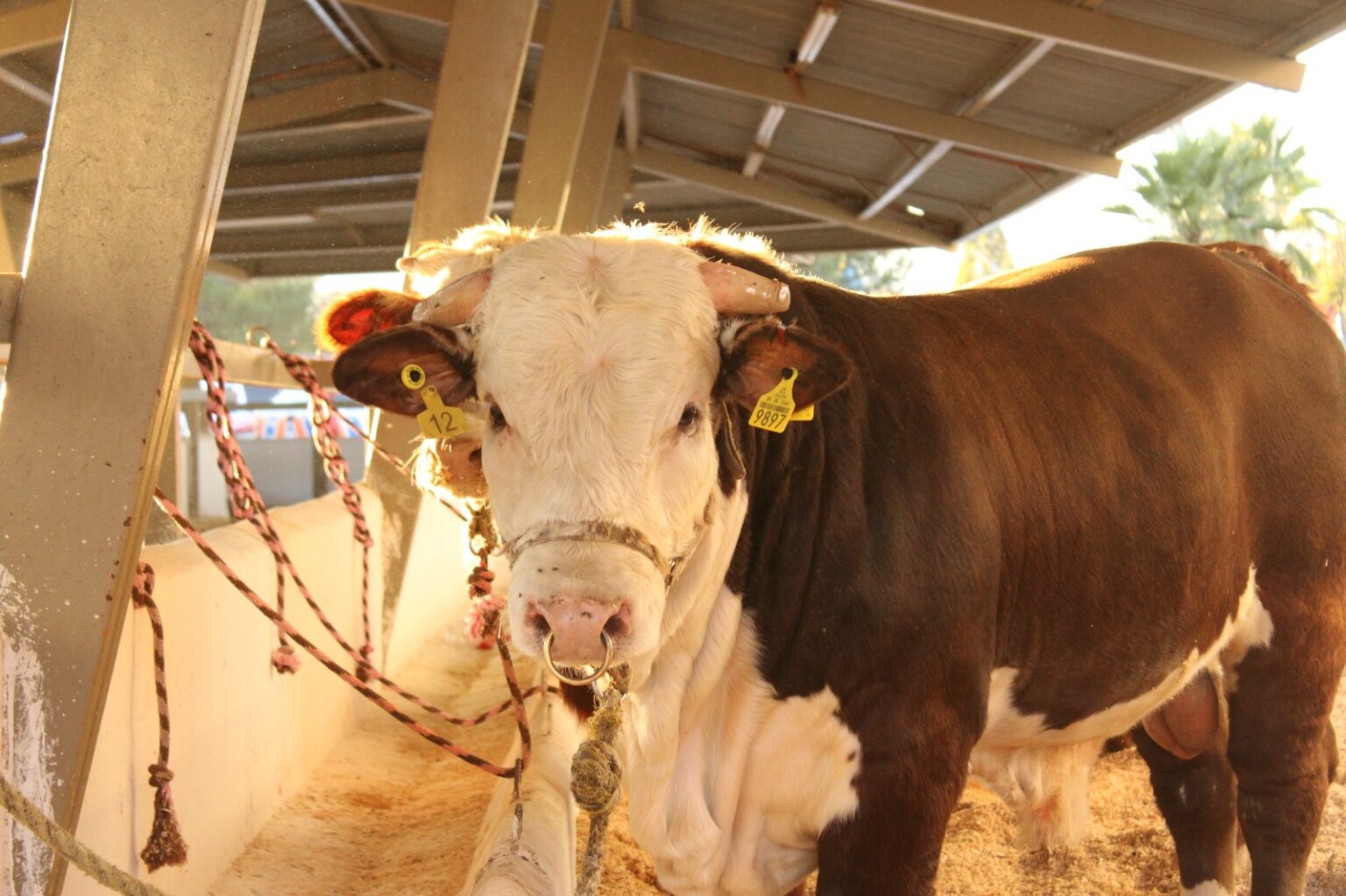 Invierte Gobierno del Estado más de 10 mdp en el mejoramiento genético del ganado