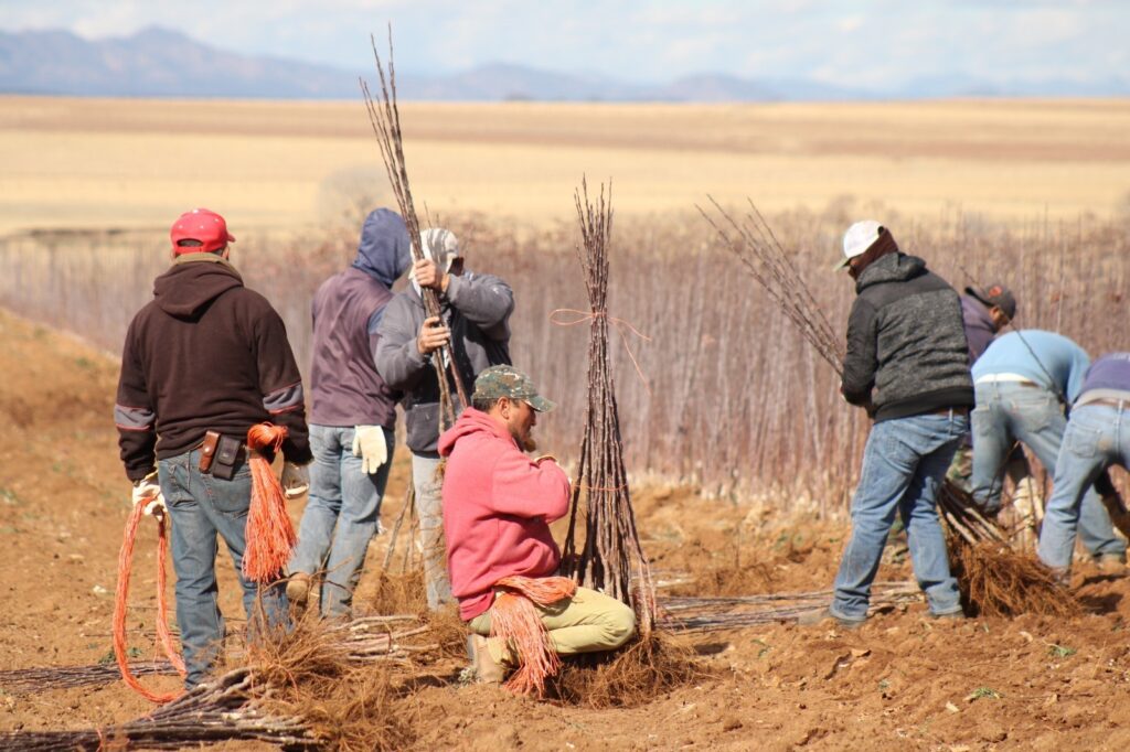 Publica SDR convocatoria para adquirir árboles frutales