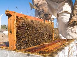Apoya el programa “Cuenta Conmigo en el Campo” apicultores con núcleos y abejas reina