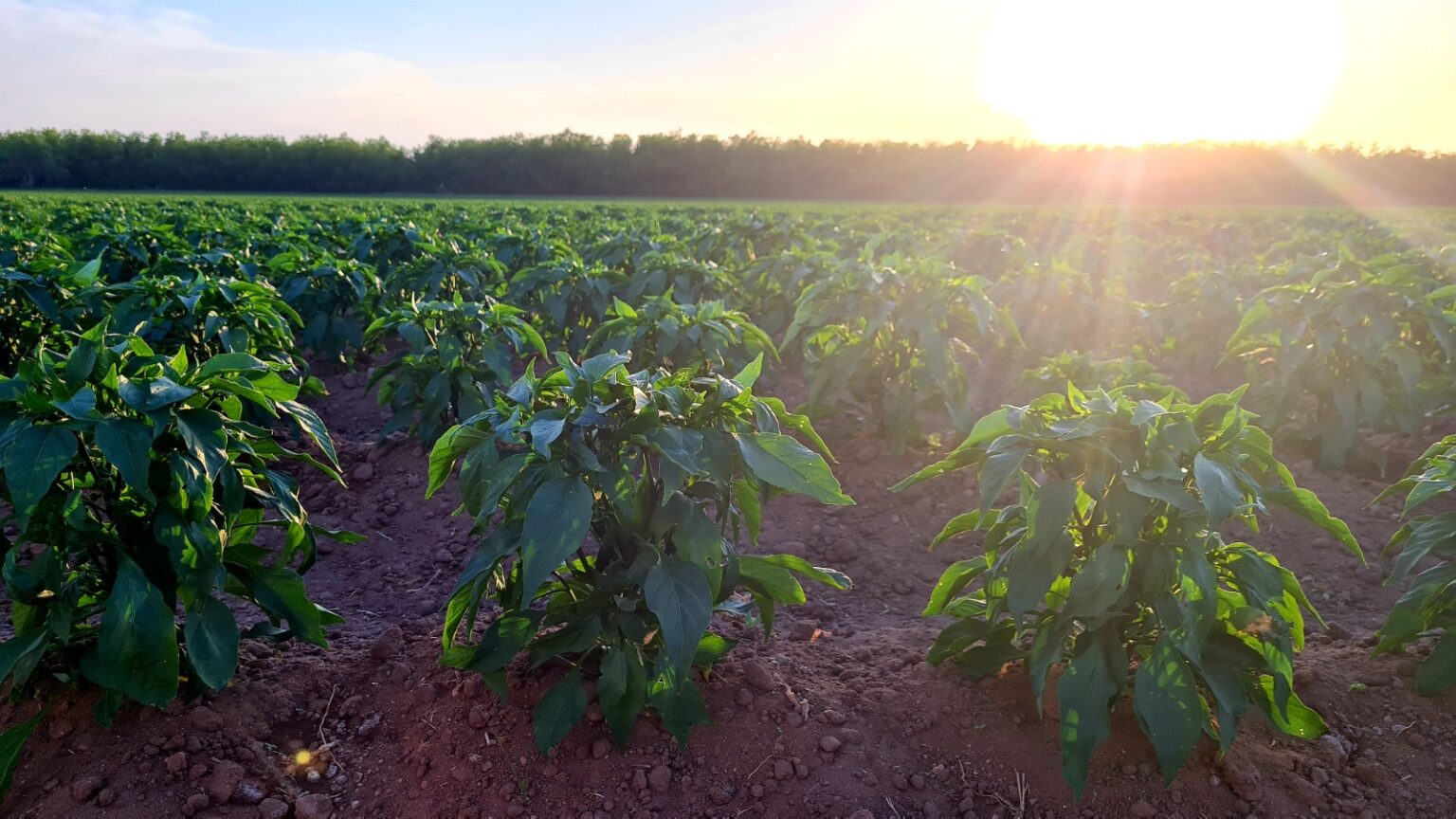 Agricultores de riego ya pueden tramitar el apoyo de fertilizante para sus siembras