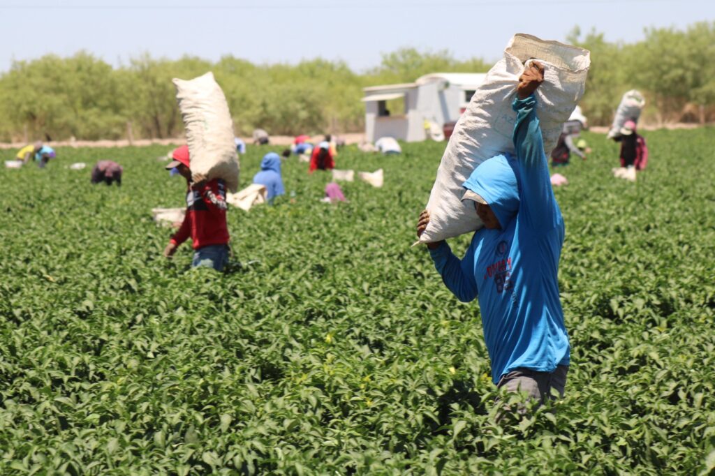 Abre SDR convocatoria para apoyos con bioinsumos y mejoradores de suelo