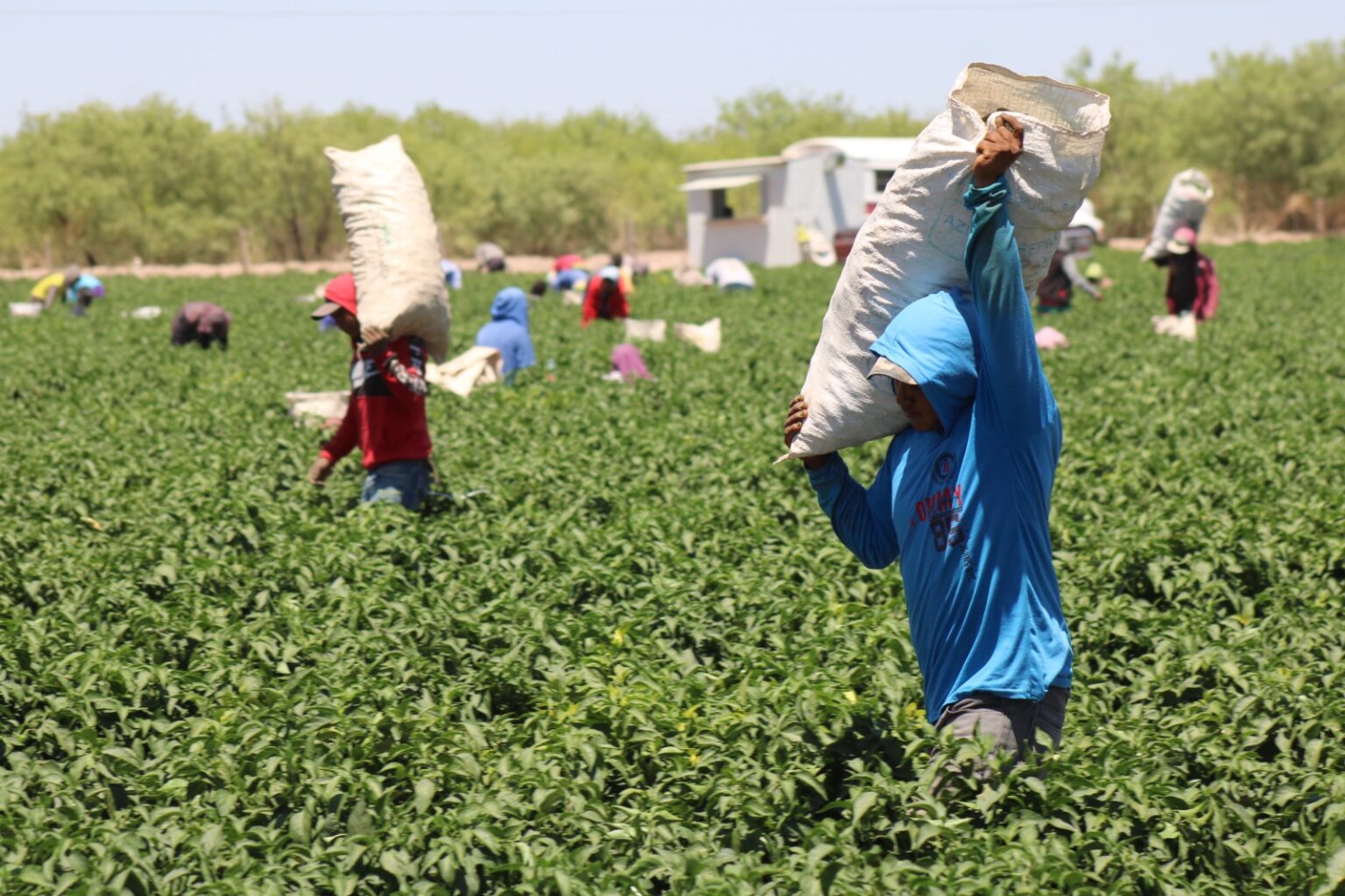 Abre SDR convocatoria para apoyos con bioinsumos y mejoradores de suelo