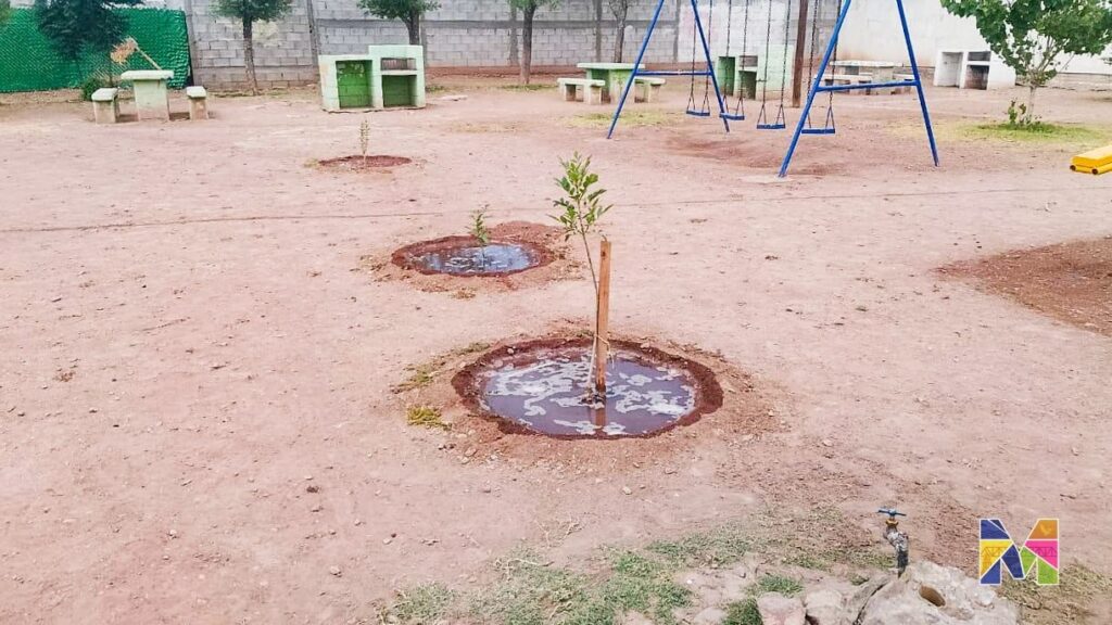 Realiza Gobierno de Meoqui reforestación en camellones de El Peregrino, Nogales y Sicomoros