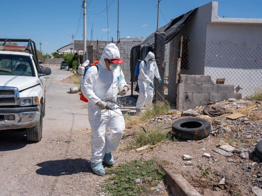 Refuerza Gobierno Municipal acciones contra la rickettsia en Delicias con fumigación y limpieza