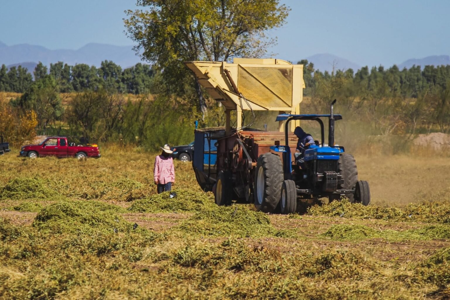 Meoqui cuenta con 36 mil 996 hectáreas sembradas que ponen en alto su vocación agrícola