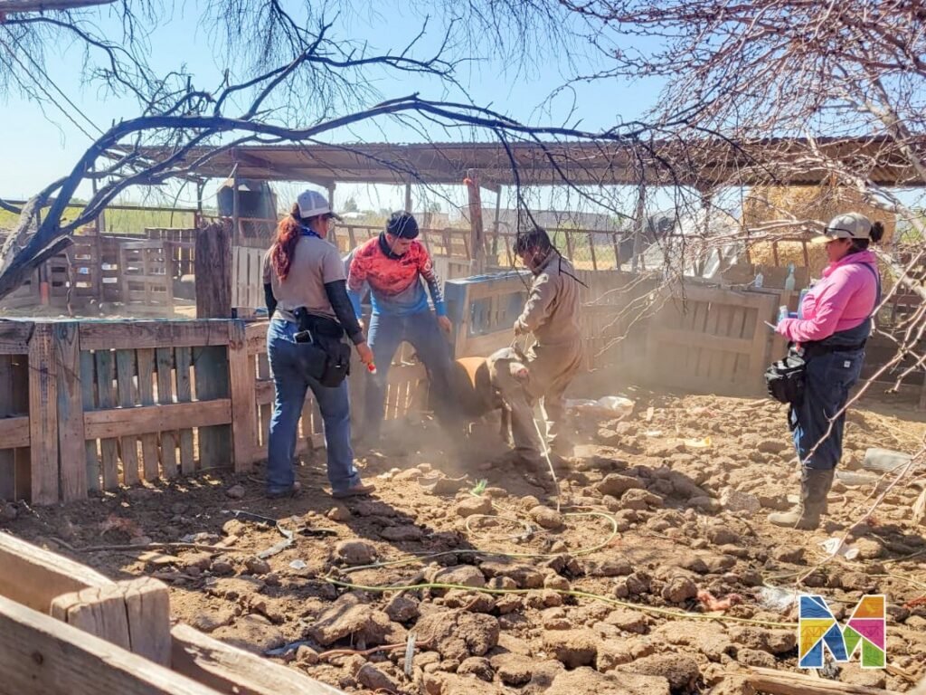 Desparasitan en Meoqui a más de 700 cabezas de ganado para combatir barrenador