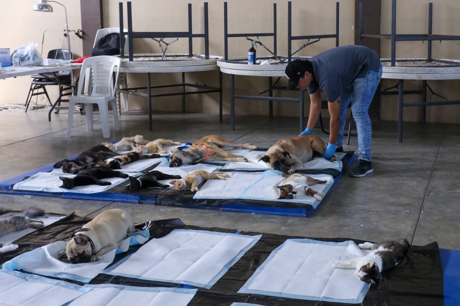 Atiende Gobierno Municipal Delicias a cerca de 100 perros y gatos con campaña gratuita de esterilización
